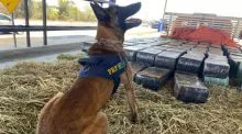 PRF apreende na BR 116 quase 3 toneladas de maconha(5 milhões de reais), a droga foi encontrada pelo cão K9 Kaleu em meio a fenos em carroceria de caminhão, confira o vídeo
